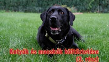 Kedvenceivel együtt túlvan a költöztetésen? Van még néhány feladat!