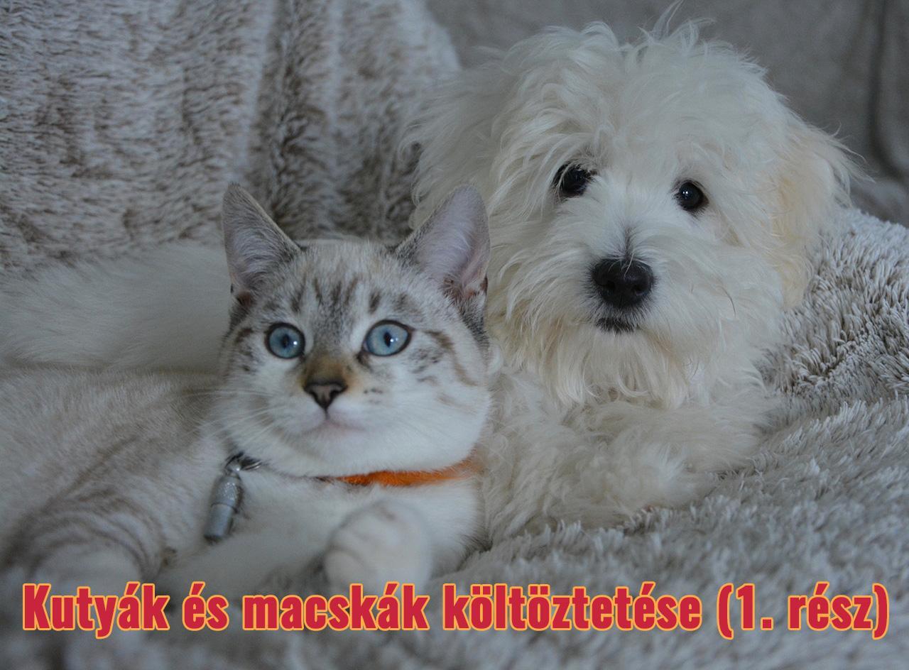 Hogyan készítsük fel kedvenceinket a költözésre?