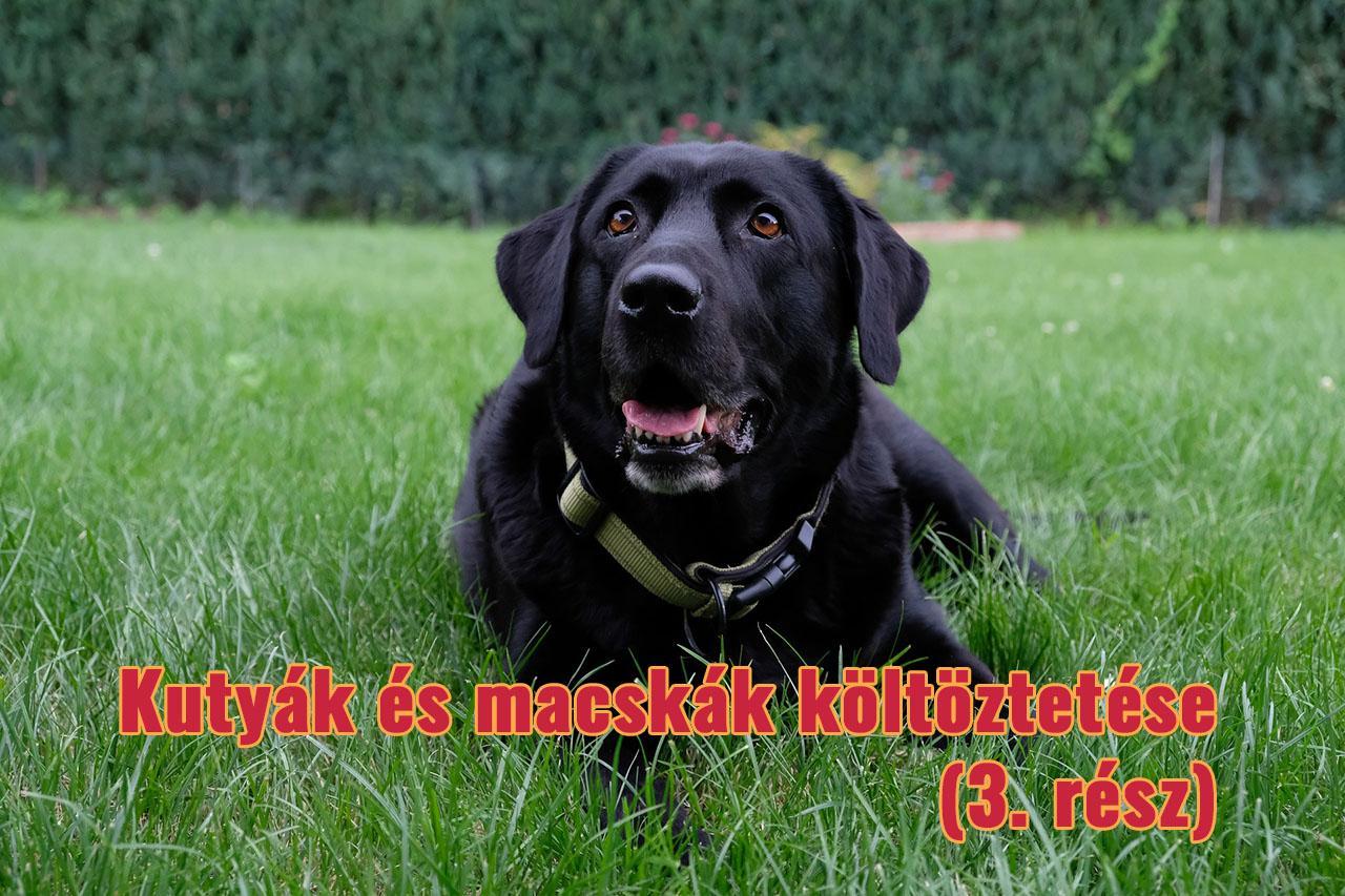Kedvenceivel együtt túlvan a költöztetésen? Van még néhány feladat!