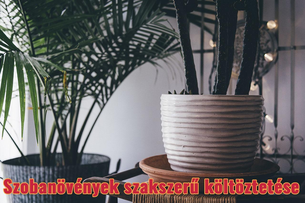 Akikre ritkán gondolunk, pedig őket is megviseli a költözés